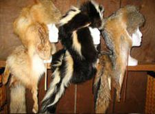 Musher Hats